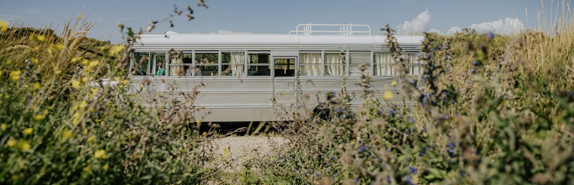 Beachbus duingras