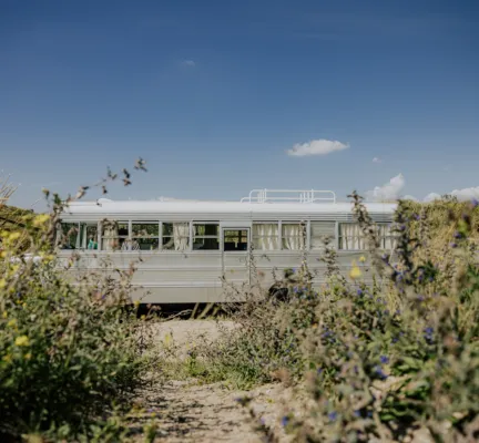 Beachbus duingras